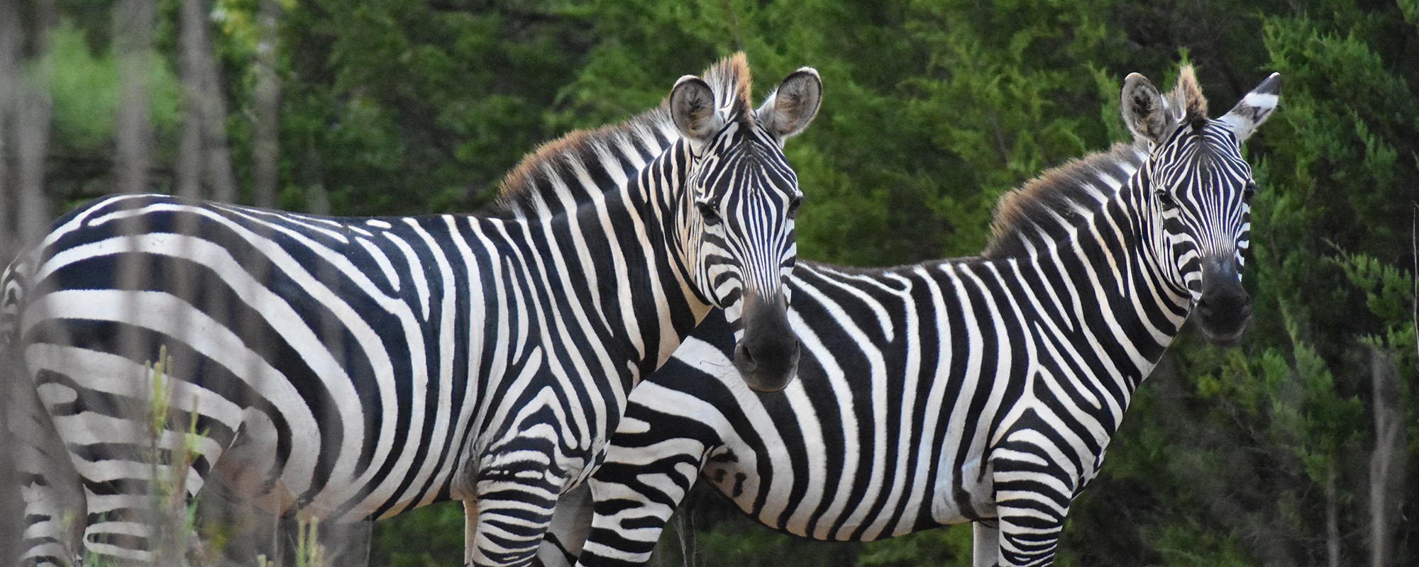 rocky ridge drive thru safari tickets