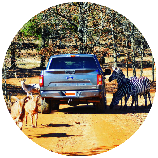 Drive Thru Animal Safari Near Dallas and Fort Worth | Rocky Ridge Safari